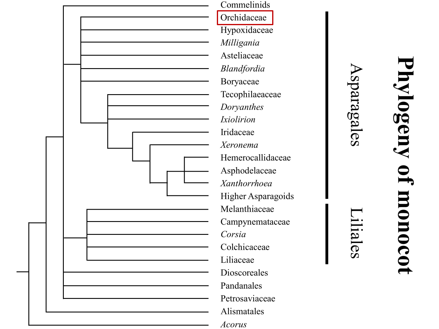 Phylogeny of monocots. Orchidaceae is marked by red rectangle.